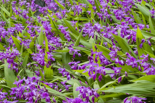 Flores coloridas de la orquídea — Foto de Stock