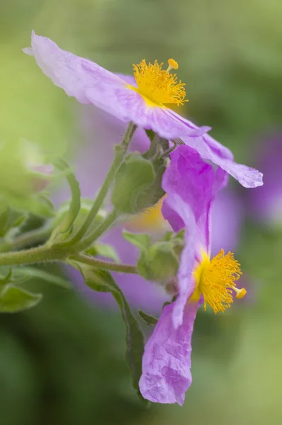 Rockrose 花的梦乡 — 图库照片