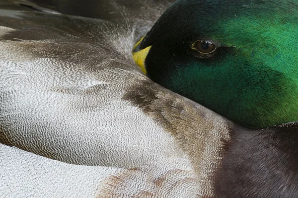 Close up de pato macho Mallard — Fotografia de Stock