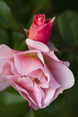 kırmızı gül çiçek ve bud
