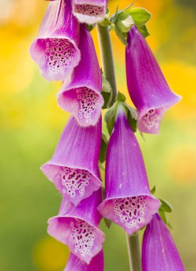digitalis purpurea pembe çiçekler
