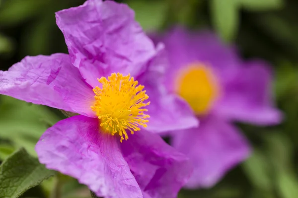 Rock rose pink flowers — Stock Photo, Image