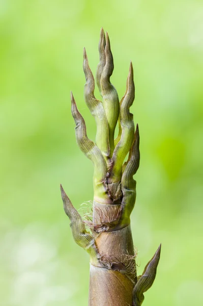 Ponta de botão de bambu — Fotografia de Stock