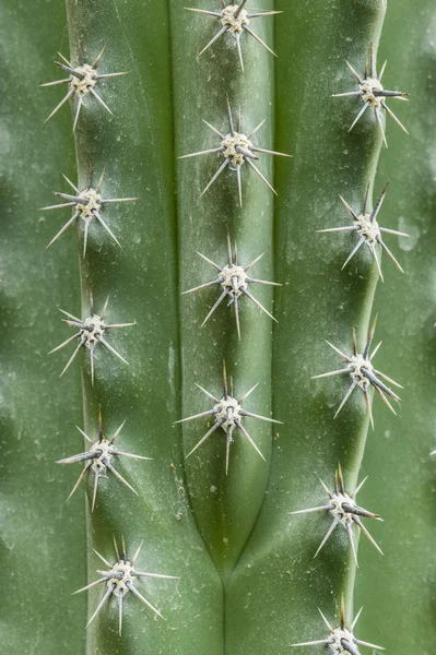 Spine bianche a forma di stella — Foto Stock