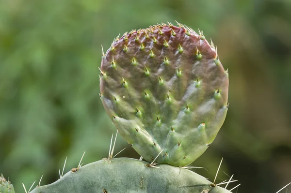 프리 클리 페어 식물 — 스톡 사진