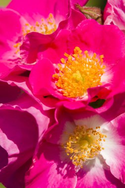 Gül çiçek ve tomurcukları tam Bloom 