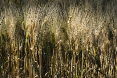alan güneş altında ekili buğday