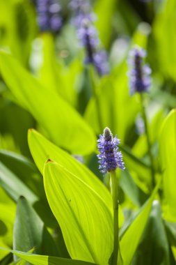 Yeşil yaprakları arasında mavi çiçekler