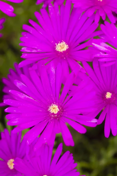多肉植物のピンクと黄色の花 — ストック写真