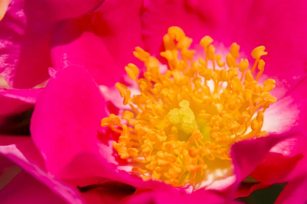 Rose flowers and buds in full bloom — Stock Photo, Image