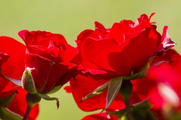 Rosa blommor och knoppar i full blom — Stockfoto