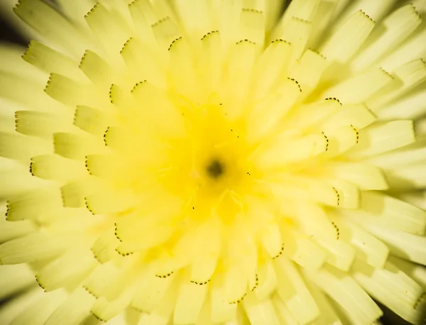 Dandelion close-up com detalhes de pontas de pétalas pretas — Fotografia de Stock