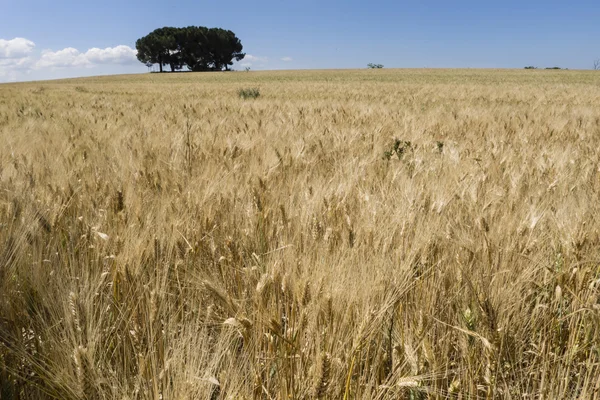 Campo de trigo cultivado bajo el sol —  Fotos de Stock