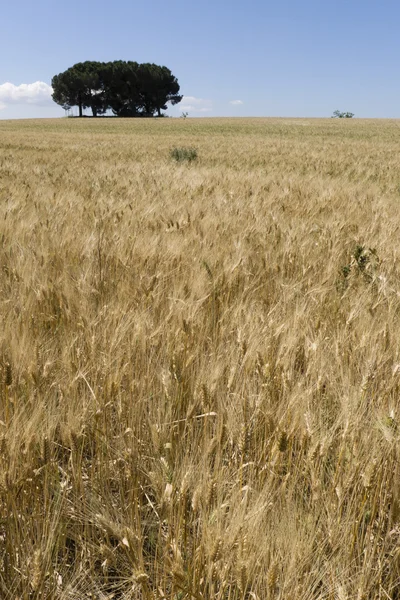 Pole pěstuje pšenice pod sluncem — Stock fotografie