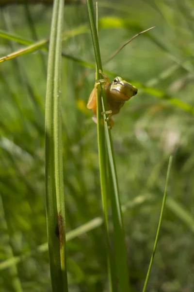 Young treefrog, Hyla arborea, — Stock Photo, Image