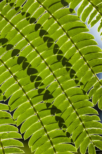 線とミモザの葉の上の影 — ストック写真