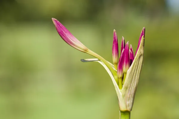 Flores de lirio brotes —  Fotos de Stock