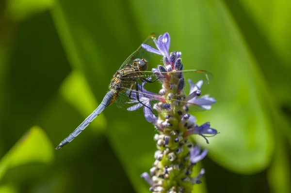 Blue dragonfly op spike van lelie — Stockfoto