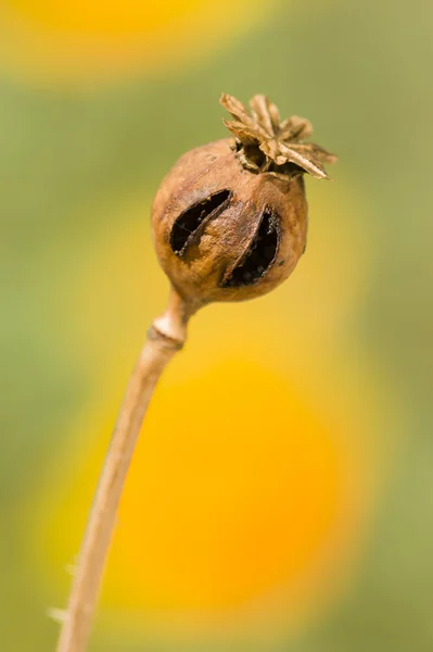 Bruin papaver somniferum zaad hoofd — Stockfoto