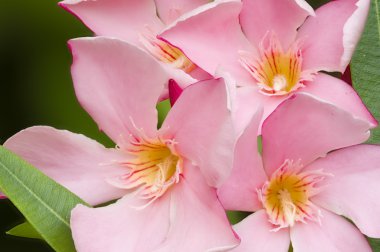 Nerium oleander, yaprak dökmeyen çalı veya küçük ağaç dogbane SK