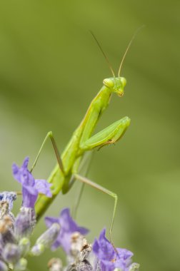 erkek peygamber devesi 
