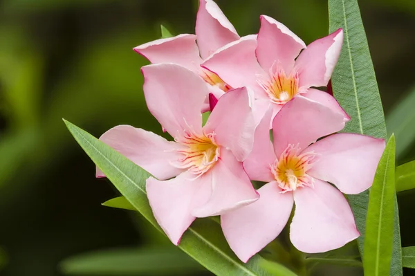 Nerium oleander, arbusto siempreverde o pequeño árbol en la perrera fa —  Fotos de Stock