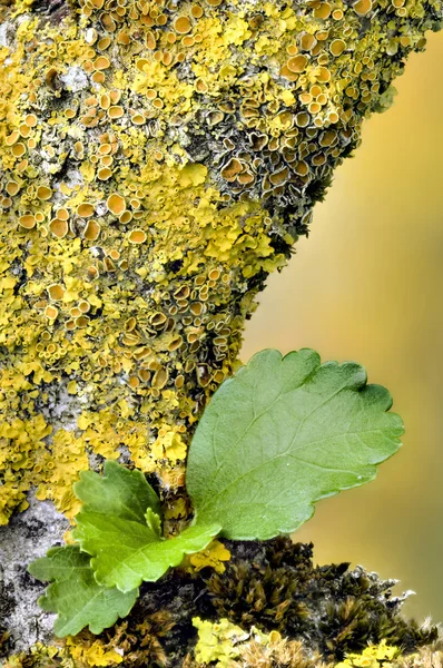 Liquen naranja y amarillo en el árbol de Ibiscus — Foto de Stock