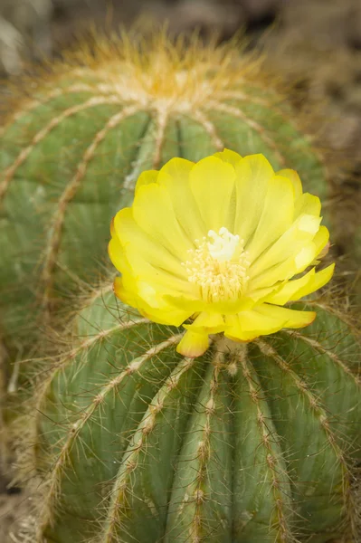 Notocactus plant with yellow flower — Stock Photo, Image