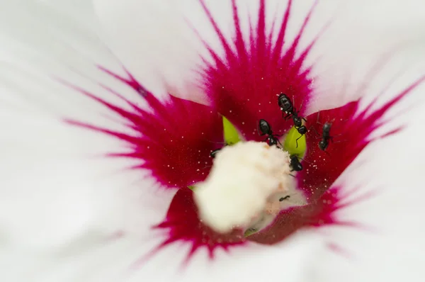 Black ants collecting pollen — Stock Photo, Image