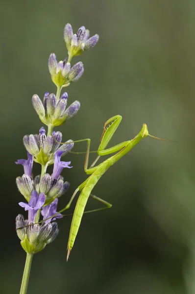 Manliga praying mantis — Stockfoto