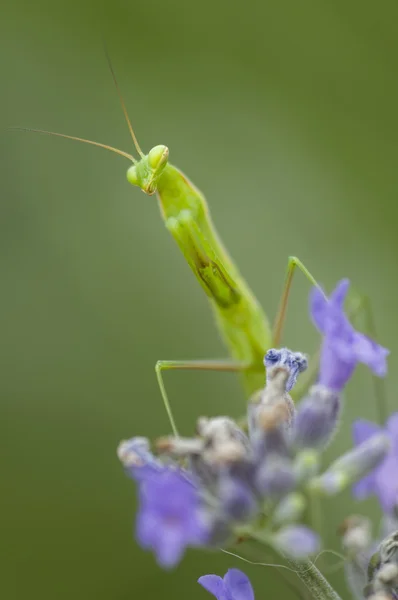 Manliga praying mantis — Stockfoto