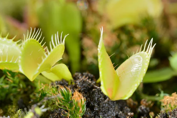 Bee Fly Insect Approaching Being Captured Venus Fly Trap Carnivorous — Stock Photo, Image