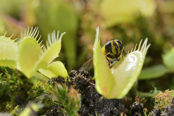 Bienenähnliches Fliegeninsekt Nähert Sich Und Wird Von Der Fleischfressenden Venusfliegenfalle — Stockfoto