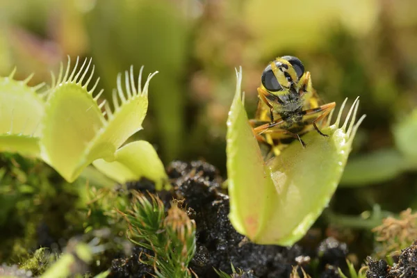 Bee-like fly insect approaching and being captured by Venus fly trap carnivorous plant, Dionea muscipula
