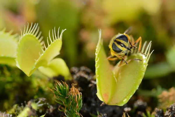 Bee Fly Insect Approaching Being Captured Venus Fly Trap Carnivorous — Stock Photo, Image