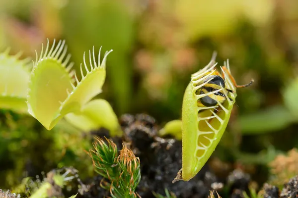 蜂のようなハエの昆虫が近づいてきて 金星のトラップ肉食植物 ディオネア ムスキプラによって捕獲されている — ストック写真
