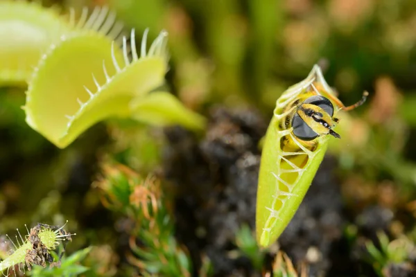 Abeja Como Mosca Insecto Acercándose Siendo Capturado Por Venus Mosca —  Fotos de Stock