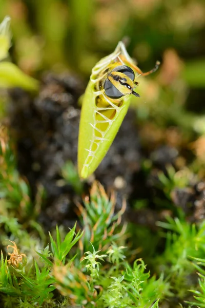Пчелиное Насекомое Приближается Попадает Ловушку Плотоядных Растений Dionea Muscipula — стоковое фото