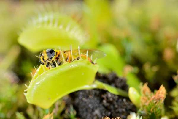 Včelí Hmyz Přilétající Chycený Masožravou Rostlinou Venuše Dionea Muscipula — Stock fotografie