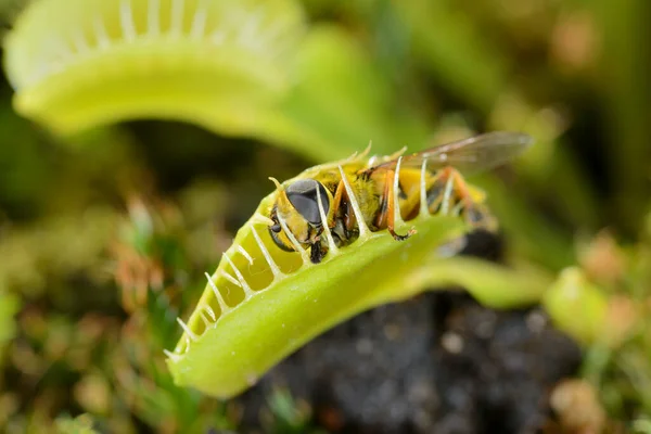 Bienenähnliches Fliegeninsekt Nähert Sich Und Wird Von Der Fleischfressenden Venusfliegenfalle Stockbild