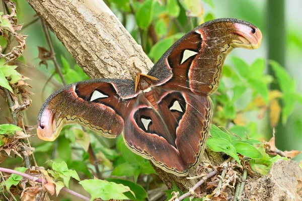 Heart Shape Color Patterns Wings Male Atlas Moth Asia — Stock Photo, Image