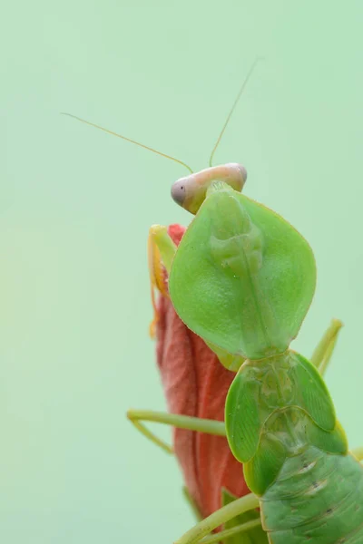 Capucha Mantis Religiosa Asia Color Verde Mímico —  Fotos de Stock