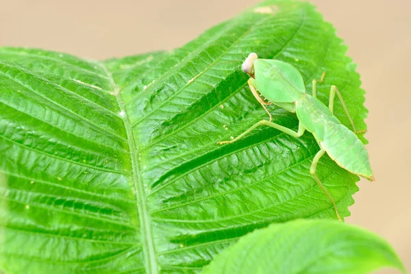 Huva Mantis Från Asien Grön Mimicry Färg — Stockfoto