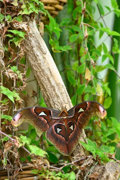 Gros Plan Des Motifs Couleur Sur Les Ailes Papillon Atlas — Photo