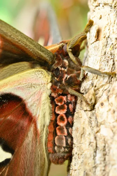 来自亚洲的雄性阿特拉斯蛾翅膀颜色图案的特写 — 图库照片