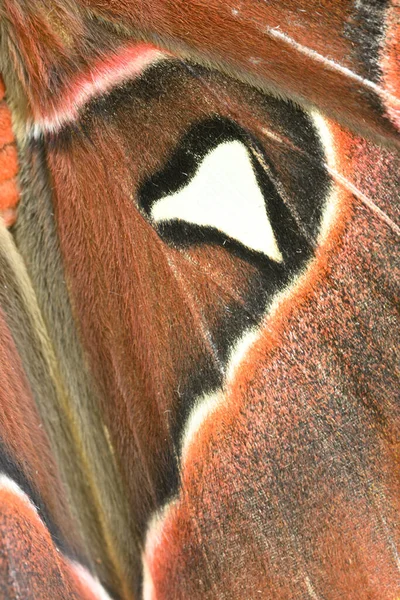 Gros Plan Des Motifs Couleur Sur Les Ailes Papillon Atlas — Photo