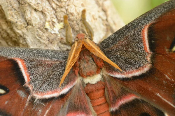 Close Color Patterns Wings Male Atlas Moth Asia Stock Image