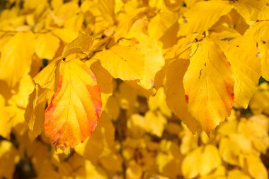 Parrotia persica, Farsça demir ağacının sonbahar yapraklarının yaprakları..