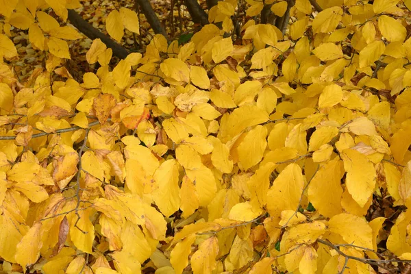 Parrotia Persica Persian Ironwood Deciduous Tree Detail Autumn Leaves — Fotografie, imagine de stoc