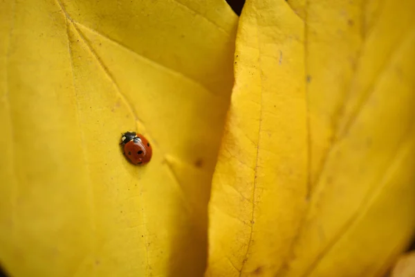 Ladybig Resting Yellow Leaf Persian Ironwood Tree — 图库照片